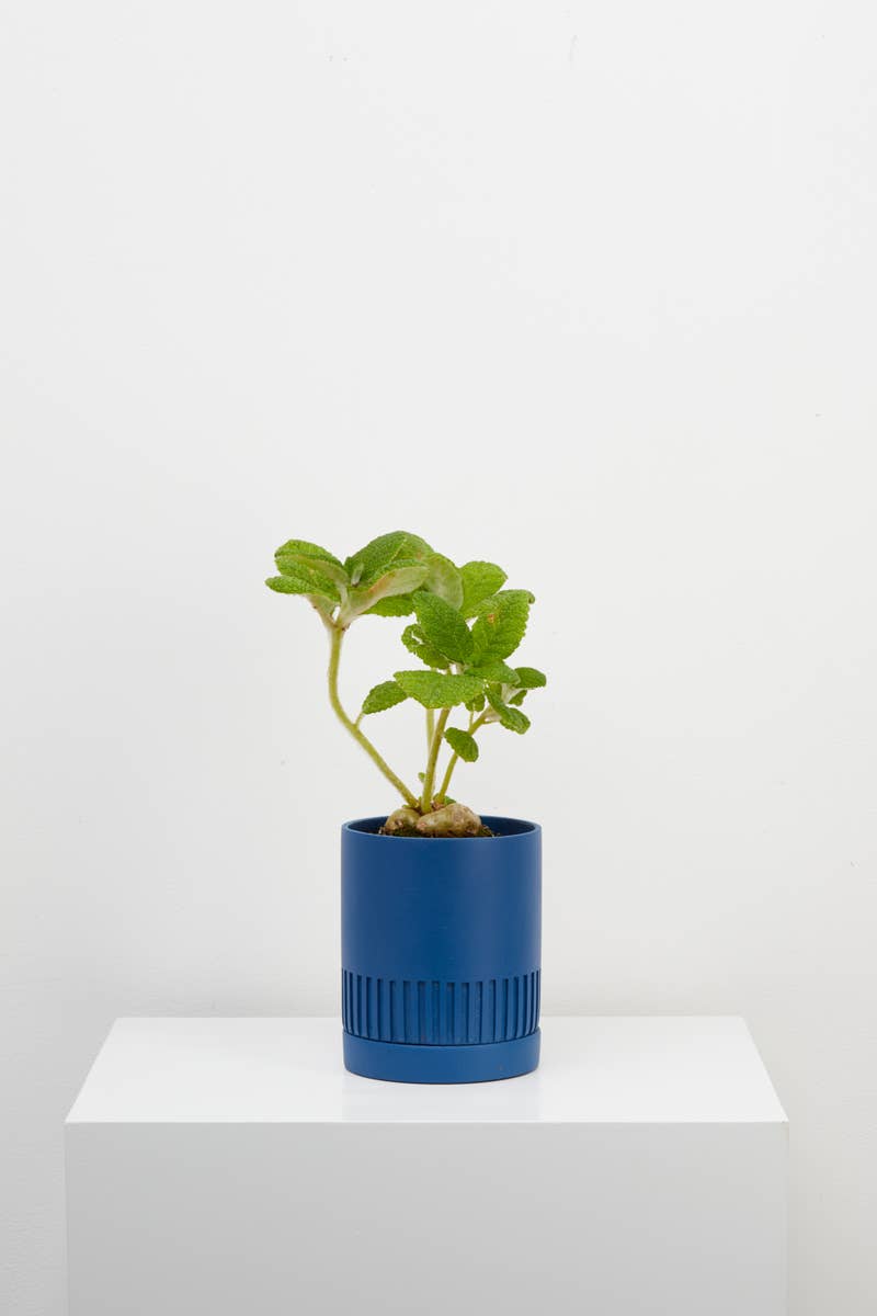 Etch Planter - Neptune